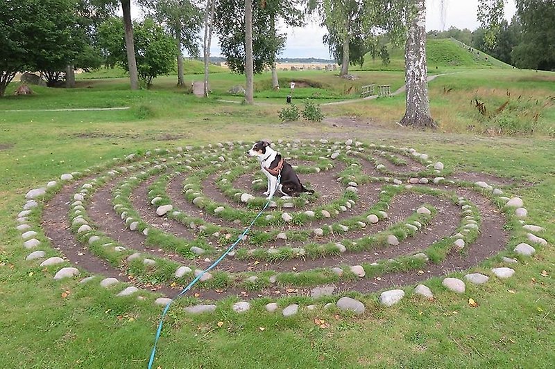 En hund har hittat in till centrum av labyrinten vid Café Anund. Den är en mindre kopia av labyrinten vid Tibble. Foto: Antti Korhonen